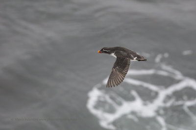 Parakeet Auklet - Aethia psittacula