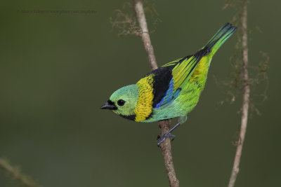 Green-headed tanager - Tanagra seledon