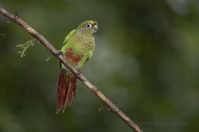 Maroon-bellied Parakeet - Pyrrhura frontalis