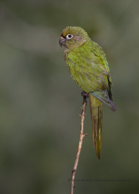 Maroon-bellied Parakeet - Pyrrhura frontalis