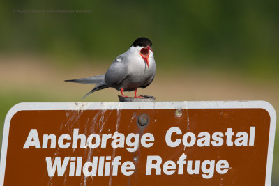 Arctic tern - Sterna paradisea