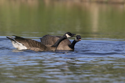 Canada goose - Branta canadensis