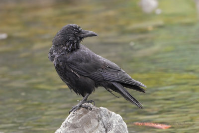 North-western Crow - Corvus caurinus