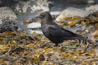 North-western Crow - Corvus caurinus