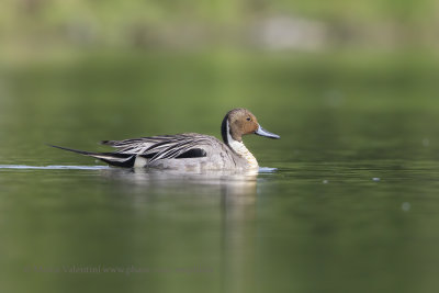 Pintail - Anas acuta