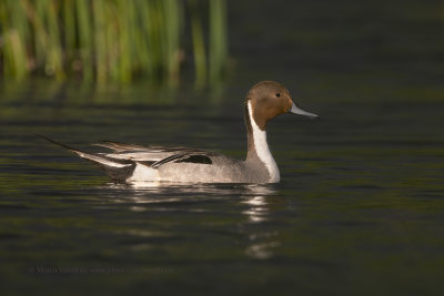 Pintail - Anas acuta