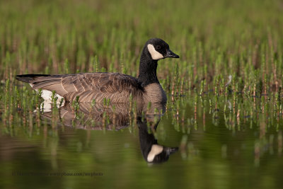 Cackling Goose - Branta hutchinsii