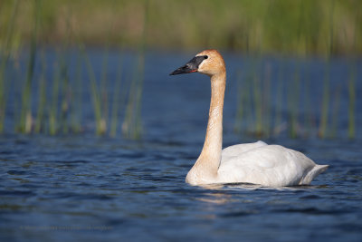 Trumpeter Swan - Cygnus buccinator