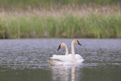Trumpeter Swan - Cygnus buccinator