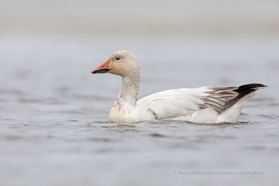 Snow Goose - Anser caerulescens