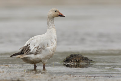 Snow Goose - Anser caerulescens