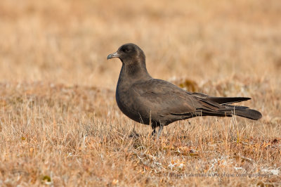 Pomarine Skua - Stercorarius pomarinus