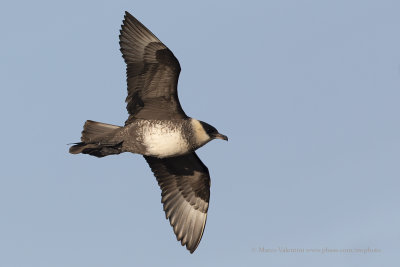 Pomarine Skua - Stercorarius pomarinus