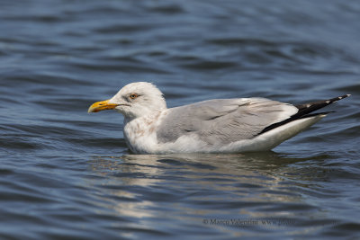 Arctic Herring Gull - Larus smithsonianus