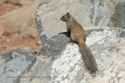 Baja California Rock Squirrel - Otospermophilus atricapillus