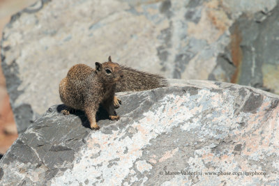 Baja California Rock Squirrel - Otospermophilus atricapillus