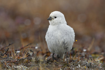 Snow bunting - Plectrophenax nivalis