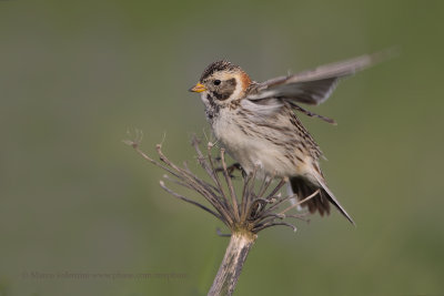 Lapland Longspur - Calcarius lapponicus