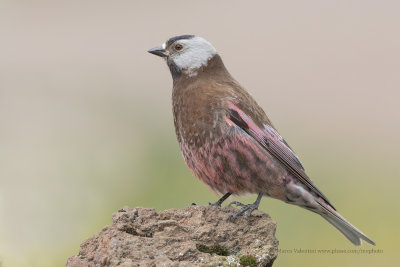 Grey-crowned Rosy-finch - Leucosticte tephrocotis