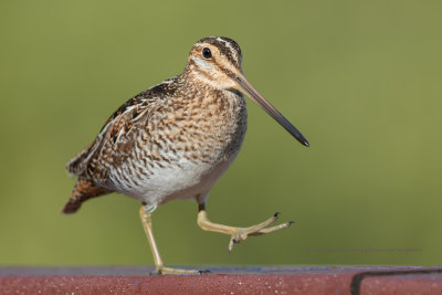 Wilson's Snipe - Gallinago delicata
