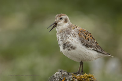 Rock Sandpiper - Calidris ptilocnemis