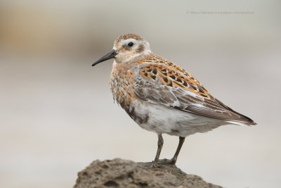 Rock Sandpiper - Calidris ptilocnemis