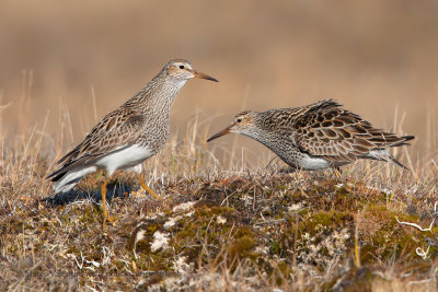 Pectoral Sandpiper - Calidris melanotos