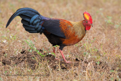 Sri Lanka Junglefowl - Gallus lafayetti