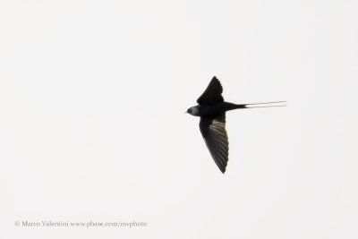 Blue Swallow - Hirundo atrocaerulea