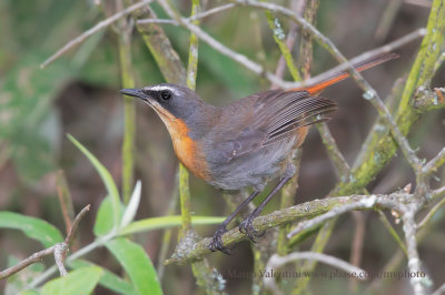 Cape Robin Chat - Cossipha caffra