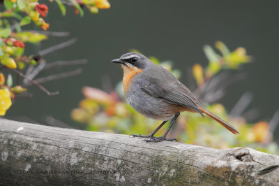 Cape Robin Chat - Cossipha caffra
