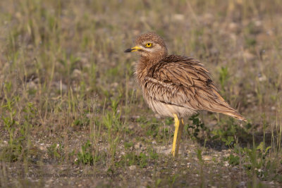 Eurasian Stone-curlew - Burhinus oecdinemus