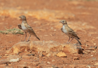 Greater Short-toed Lark - Calandrella brachydactyla