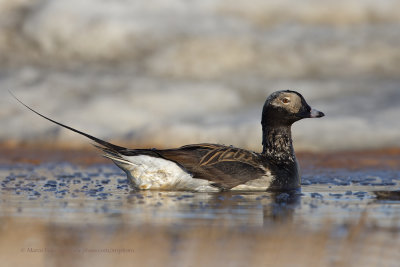Long-tailed duck - Clangula hyemalis