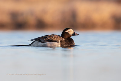 Long-tailed duck - Clangula hyemalis