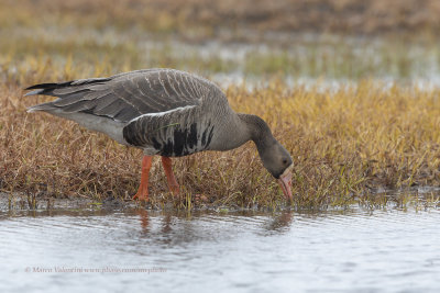 White-fronted goose - Anser albifrons