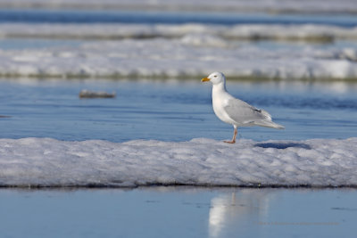 Glaucous Gull - Larus hyperboreus