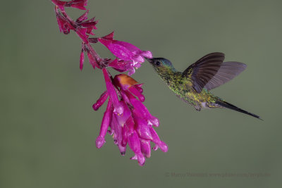 Violet-capped Woodnymph - Thalurania glaucopis