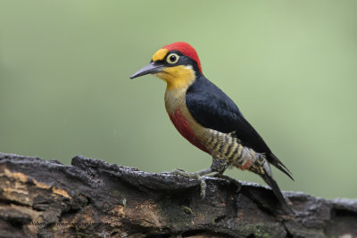 Yellow-fronted Woodpecker - Melarnerpes flavifrons