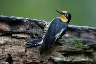 Yellow-fronted Woodpecker - Melarnerpes flavifrons