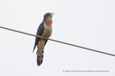 Red-chested Cuckoo - Cuculus solitarius