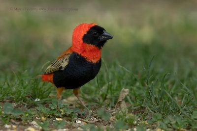 Southern Red Bishop - Euplectes oryx