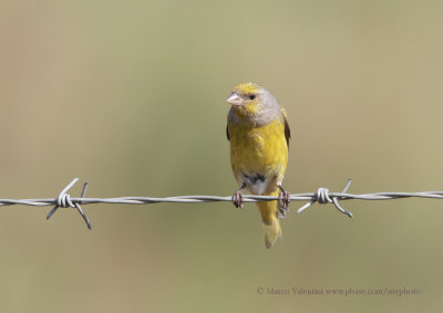 Cape canary - Serinus canicollis