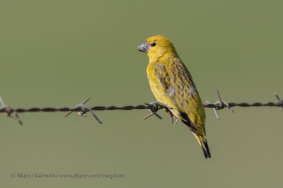 Cuckoo Finch - Anomalospiza imberbis