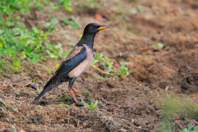 Rosy Starling - Pastor roseus