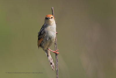 Wailing Cisticola - Cisticola lais