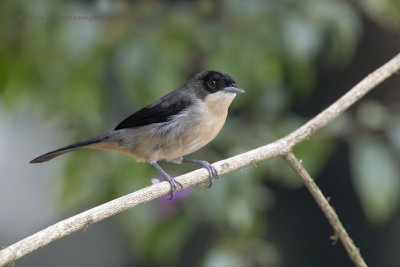 Black-goggled Tanager - Trichothraupis melanopis