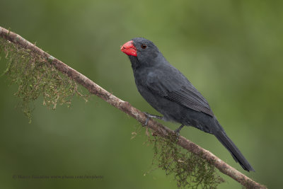 Black-throated Grosbeak - Saltator fuliginosus