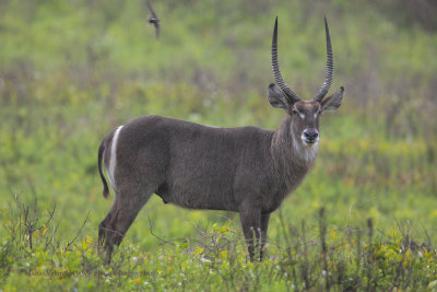 Waterbuck  - (Kobus ellipsiprymnus)