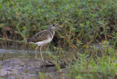 Greater painted-snipe - Rostratula benghalensis